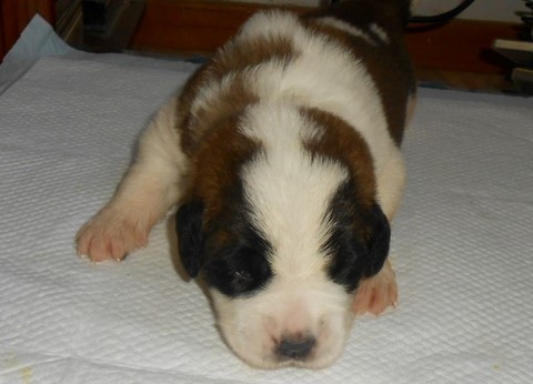 Orchidée vom Haselrecht