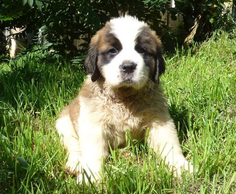 Orchidée vom Haselrecht