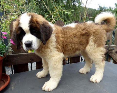 Orchidée vom Haselrecht Orchidée vom Haselrecht