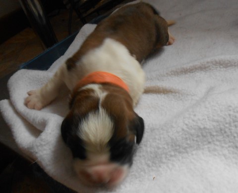 Opale vom Haselrecht