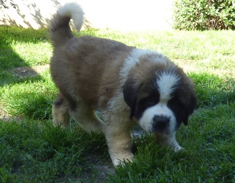 Opale vom Haselrecht