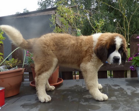 Opale vom Haselrecht Opale vom Haselrecht