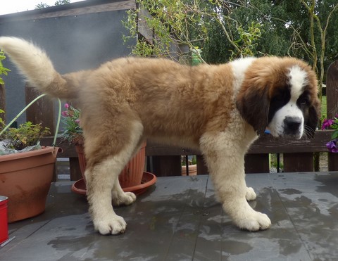 Opale vom Haselrecht