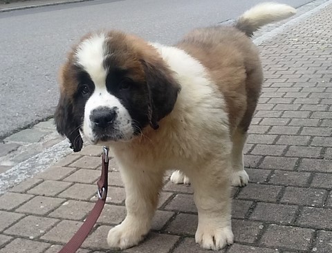 Opale vom Haselrecht