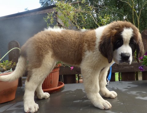 Orly vom Haselrecht Orly vom Haselrecht