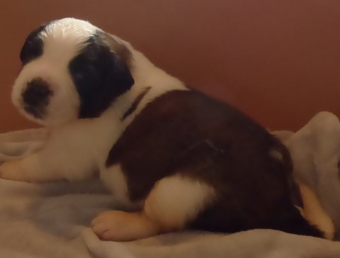 Olyana vom Haselrecht