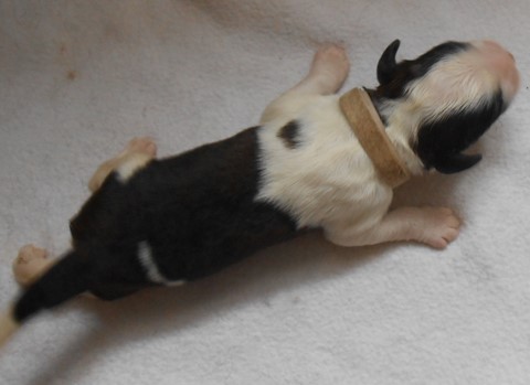 Olyana vom Haselrecht