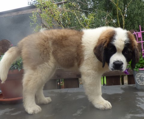 Olyana vom Haselrecht