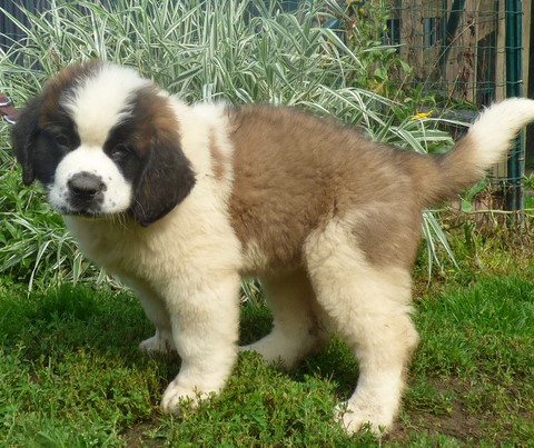 Olyana vom Haselrecht