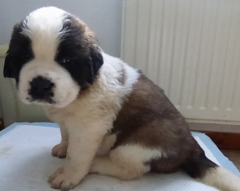 Olyana vom Haselrecht