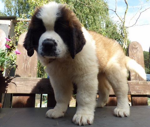 Olyana vom Haselrecht Olyana vom Haselrecht