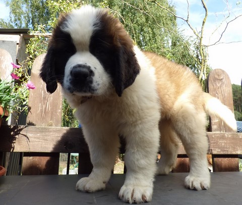 Olyana vom Haselrecht