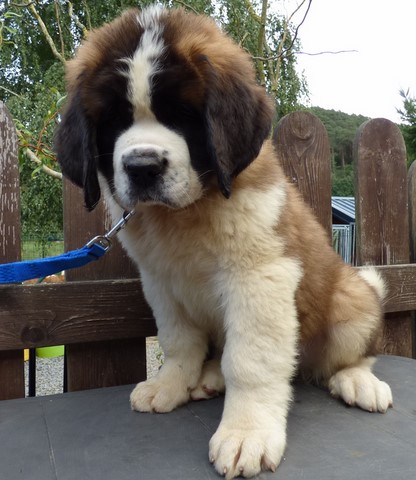 Ouragan vom Haselrecht Ouragan vom Haselrecht