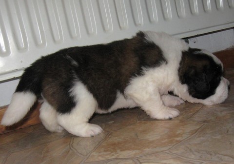 Jayant vom Haselrecht