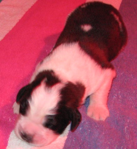 Jayant vom Haselrecht