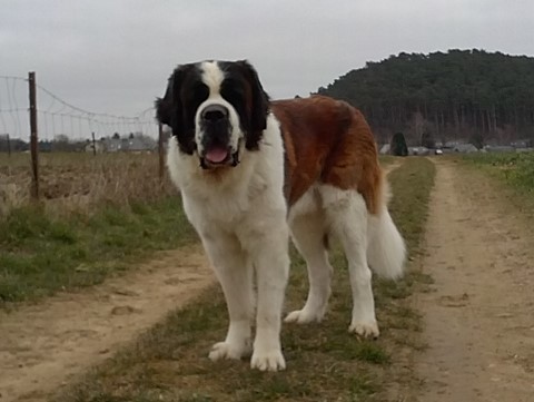 Jayant vom Haselrecht