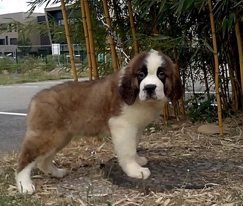 Mayerling des Coteaux Lauragais