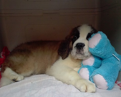 Mayerling des Coteaux Lauragais