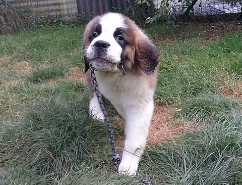 Mayerling des Coteaux Lauragais