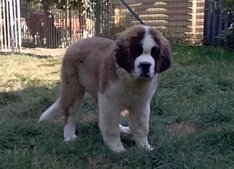 Mayerling des Coteaux Lauragais