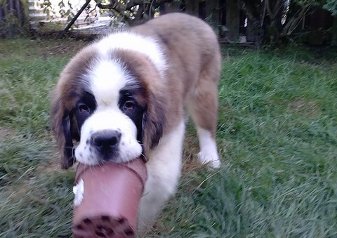 Mayerling des Coteaux Lauragais