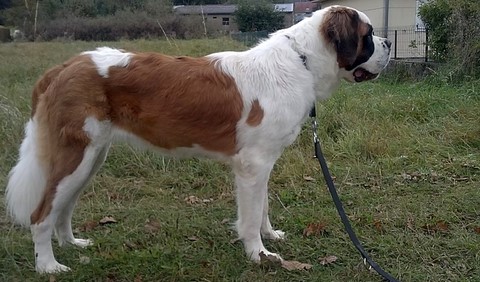 Licia des Montagnes Ensablées