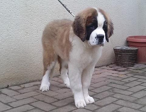 Mayerling des Coteaux Lauragais