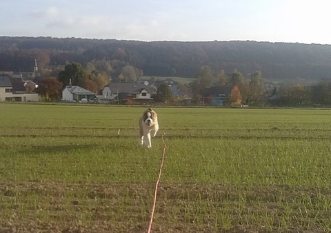 Mayerling des Coteaux Lauragais