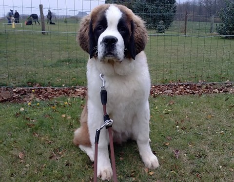 Mayerling des Coteaux Lauragais