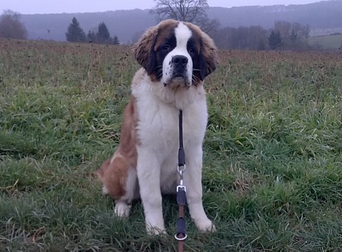 Mayerling des Coteaux Lauragais