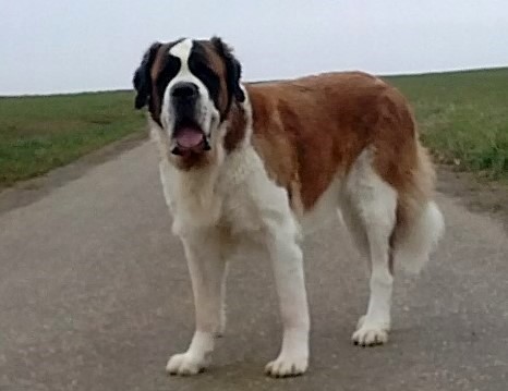 Ursina (Sina) von den Grossen Strolchen