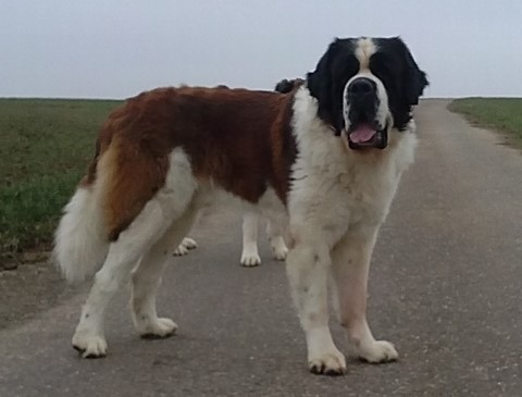 Jayant vom Haselrecht