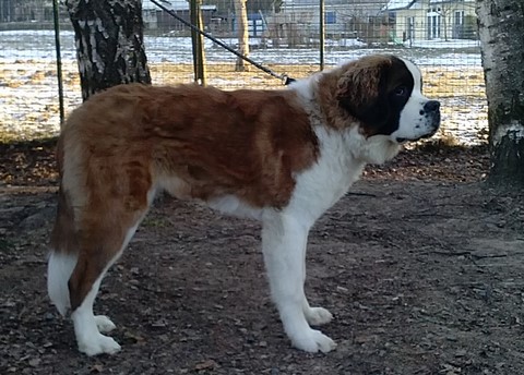 Mayerling des Coteaux Lauragais