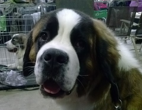 Mayerling des Coteaux Lauragais