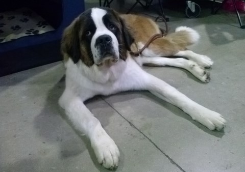 Mayerling des Coteaux Lauragais