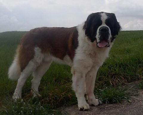 Jayant vom Haselrecht