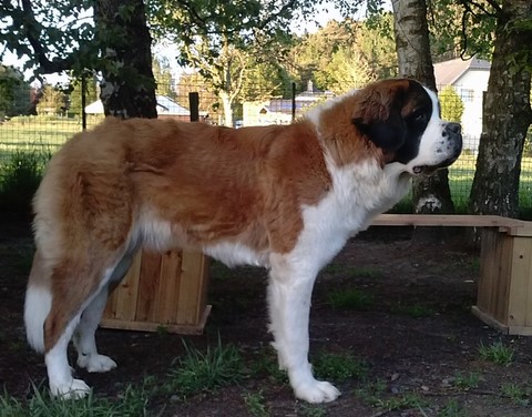 Mayerling des Coteaux Lauragais 11 M.