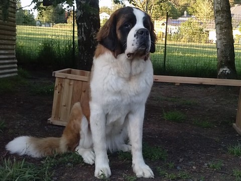 Mayerling des Coteaux Lauragais