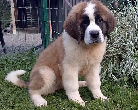 Opale vom Haselrecht