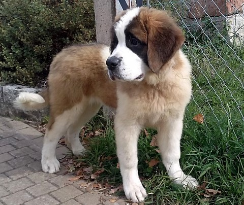 Orchidée vom Haselrecht