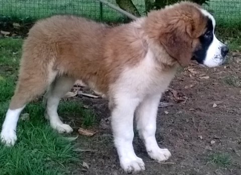 Olympe vom Haselrecht (Ornella) Olympe vom Haselrecht