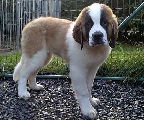 Olyana vom Haselrecht