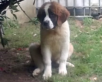 Opale vom Haselrecht