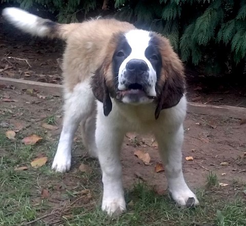 Olyana vom Haselrecht 3 M.