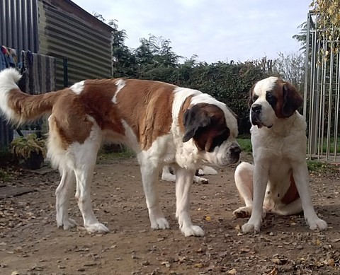 Jaya vom Haselrecht & Licia des Montagnes Ensablées
