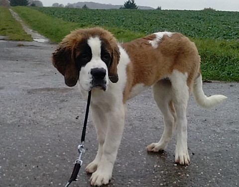 Orly vom Haselrecht 4 M.