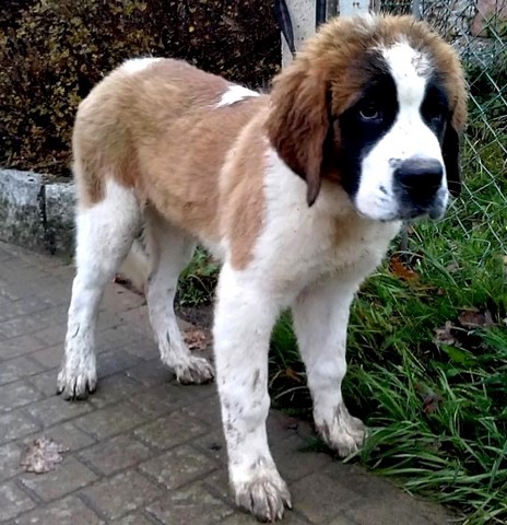 Océane vom Haselrecht Océane vom Haselrecht