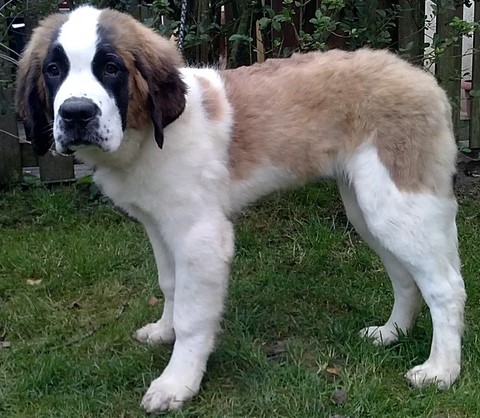 Olyana vom Haselrecht