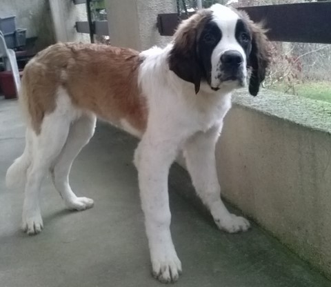 Olyana vom Haselrecht