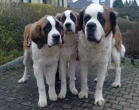 Opale & Orchidée vom Haselrecht mit Mama Licia des M E